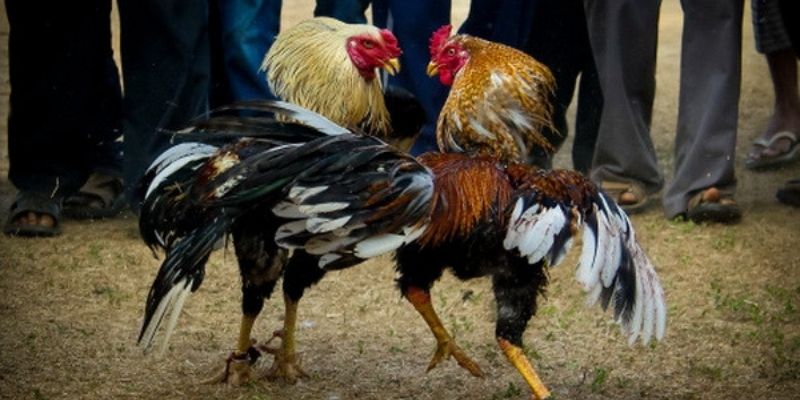 Trận đấu giải đấu và mini game hấp dẫn tại Đá gà EE88